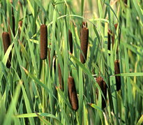 Typha latifolia Mioulane MAP NPM GIP0105737