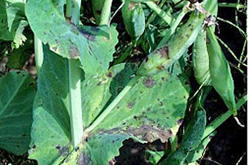 Maladie Ascochyta pois Flora