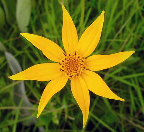 Bidens acuticaulis