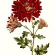 Chrysanthemum indicum