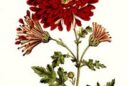 Chrysanthemum indicum