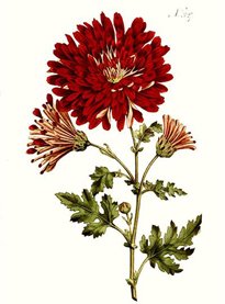 Chrysanthemum indicum