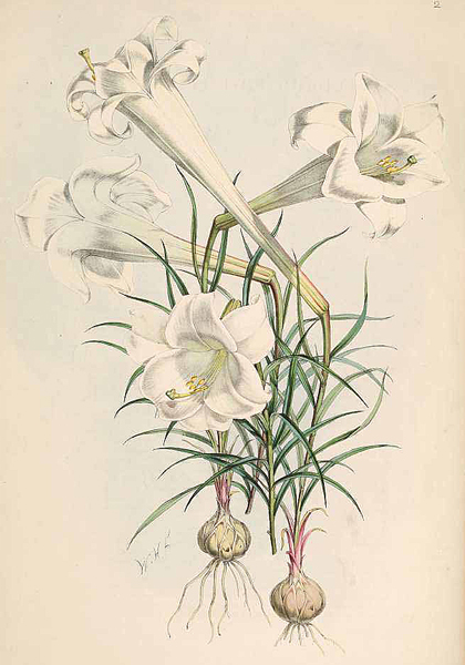 Lilium philippinense Elwes