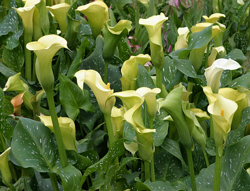 Zantedeschia elliottiana Mioulane NewsJardinTV 0005609