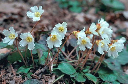 shortia galacifolia 