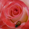Coccinelle Rose Gemini Mioulane NewsJardinTV 0002144