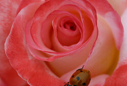 Coccinelle Rose Gemini Mioulane NewsJardinTV 0002144