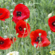 Coquelicot Mioulane NewsJardinTV NPM 90160449