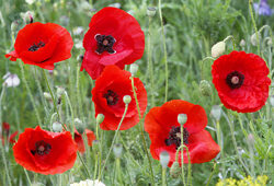 Coquelicot Mioulane NewsJardinTV NPM 90160449