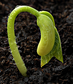 Germination haricot Flora