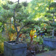 Ilex crenata Niwaki Mioulane NewsJardinTV MAP NPM 914378815