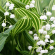 Muguet Convallaria Albostriata Mioulane NewsJardinTV NPM 080928321