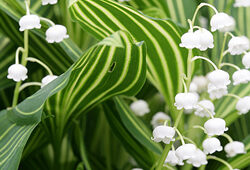 Muguet Convallaria Albostriata Mioulane NewsJardinTV NPM 080928321