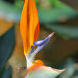 Strelitzia Mioulane NewsJardinTV NPM 080709067