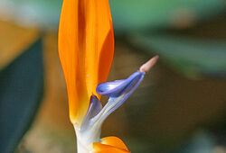 Strelitzia Mioulane NewsJardinTV NPM 080709067