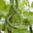 Trichosanthes Mioulane NewsJardinTV NPM 0910140379