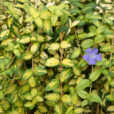 Vinca illumination Mioulane NewsJardinTV 79134652