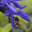 Abeille Sauge Mioulane NewsJardinTV NPM 914377650