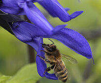 Abeille Sauge Mioulane NewsJardinTV NPM 914377650