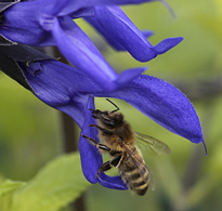 Abeille Sauge Mioulane NewsJardinTV NPM 914377650