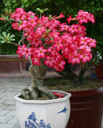 Adenium Mioulane NewsJardinTV MAP 00009919