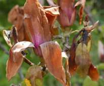 Gel Magnolia Mioulane NewsJardinTV NPM 2507522077