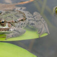 Grenouille Mioulane NewsJardinTV NPM 2307515794