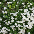 Iberis sempervirens Mioulane NewsjardinTV NPM 080709348