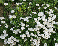Iberis sempervirens Mioulane NewsjardinTV NPM 080709348
