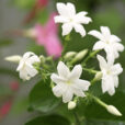 Jasminum Sambac Mioulane NewsJardinTV NPM 719515318