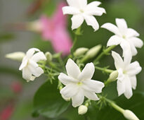 Jasminum Sambac Mioulane NewsJardinTV NPM 719515318