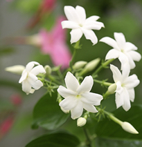 Jasminum Sambac Mioulane NewsJardinTV NPM 719515318