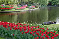 Keukenhof Hollande Mioulane NewsJardinTV NPM 9143501052