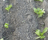 Laitue Repiquage Mioulane NewsJardinTV NPM 2307517041
