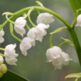 Muguet MioulaneNewsJardinTV NPM 90310824