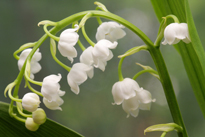 Muguet MioulaneNewsJardinTV NPM 90310824