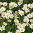Paquerette Mioulane NewsJardinTV NPM 914350669