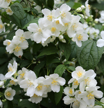 Philadelphus Mioulane NewsJardinTV MAP NPM 719510613