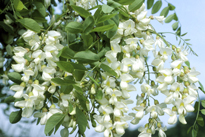 Robinia Floraison NewsJardinTV PNI GIP0097038