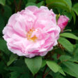 Rosa Therese Bugnet Mioulane NewsJardinTV MAP NPM 914375197