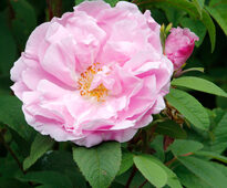 Rosa Therese Bugnet Mioulane NewsJardinTV MAP NPM 914375197