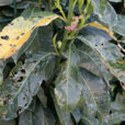 Sphaerotheca pannosa Mioulane NewsJardinTV NPM 081013172