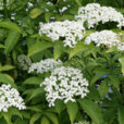 Sureau Mioulane NewsJardinTVNPM 090202082