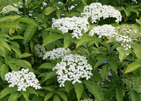 Sureau Mioulane NewsJardinTVNPM 090202082