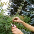 Taille Glycine Mioulane NewsJardinTV NPM GIP0088480