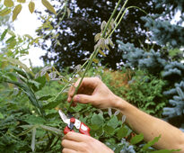Taille Glycine Mioulane NewsJardinTV NPM GIP0088480