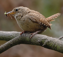 Troglodyte Mignon oiseau