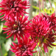 Dahlia Chat Noir Mioulane NewsJardinTV NPM 719515812