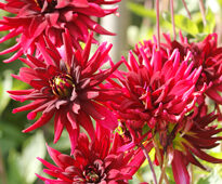 Dahlia Chat Noir Mioulane NewsJardinTV NPM 719515812