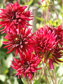 Dahlia Chat Noir Mioulane NewsJardinTV NPM 719515812